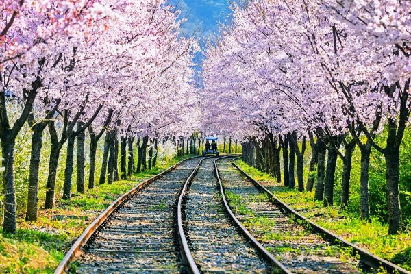 SGN-KOR] Charming Korea - Cherry Blossoms - 5N4Đ - Nita Travel